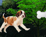 Beethoven Puppy Avontuur